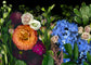 Orange and Blue Flowers Boxed Set of 10, 22011
